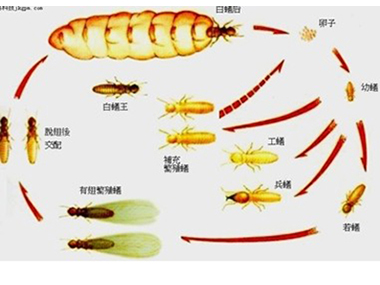 白蚁群体特征有哪些？