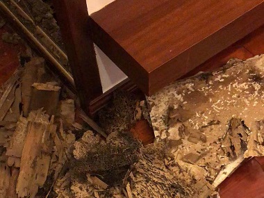 三水杀灭白蚁机构白蚁危害传播有三大途径